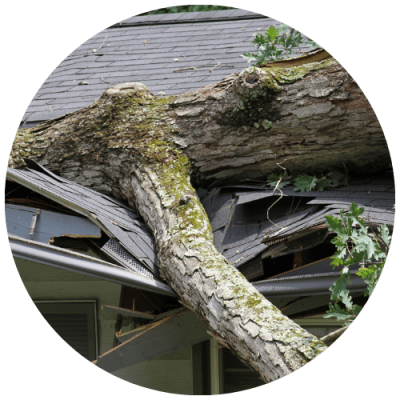 arbre-qui-est-tombe-sur-une-toiture-suite-a-une-tempete