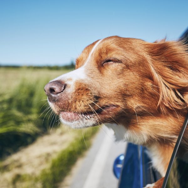 Voyage d'un chien en voiture
