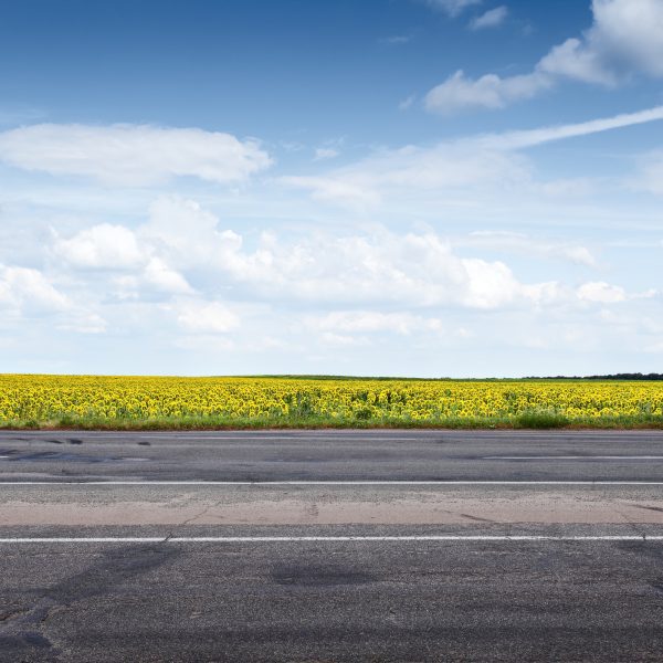 Route asphaltée de banlieue et fleurs de soleil